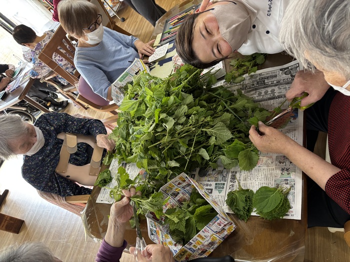 なちゅらる農園で収穫した大葉。毎度のことですがご利用者さんに手伝ってもらいました！大葉のいい香りに包まれながら「こんな料理に使うといいよね」など話も盛り上がりました！
